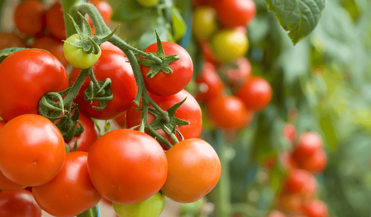 Выращиваем